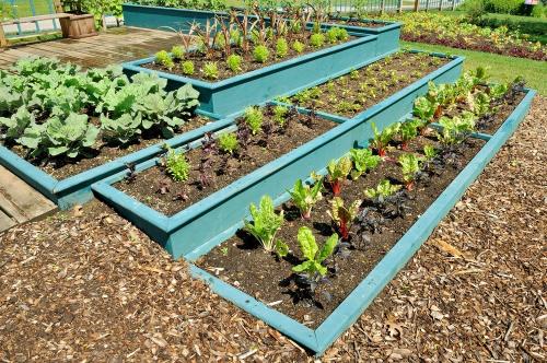 Дачный календарь садовода и огородника на август 2023. Влияние космоса на земледелие 09