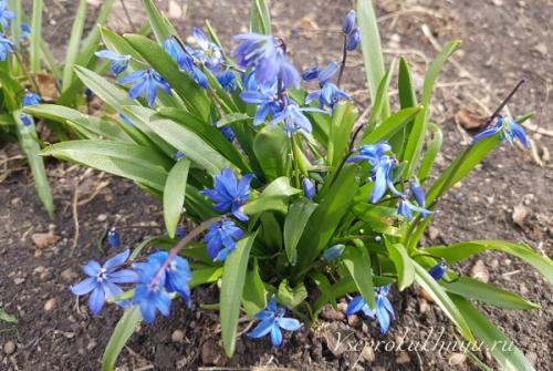 ЛУННЫЙ календарь садовода огородника на АПРЕЛ.  Заботы цветоводов в апреле