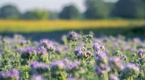 Органика для вашего участка. 1 Буртовой метод. 05 Органика для вашего участка. 1 Буртовой метод. 05
