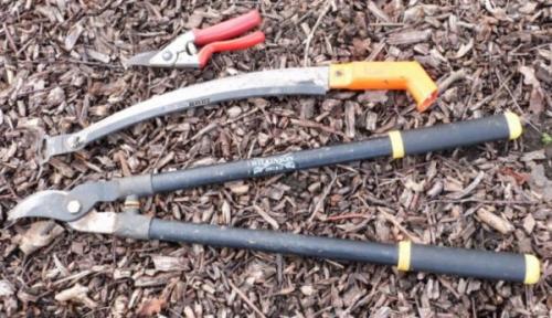 Обрезка груши для начинающих. Как обрезать грушу весной: основные рекомендации и советы