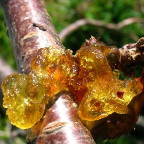 Обрезка груши зимой. Сроки обрезки груши: как помочь дереву, а не погубить его