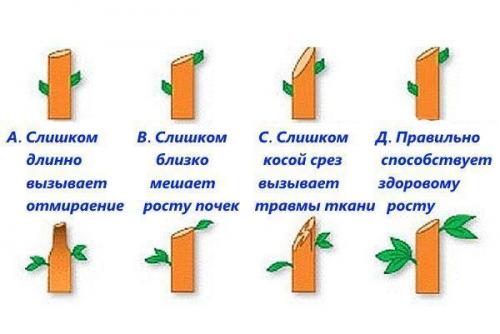 Обрезка волчков на груше весной. Разница в обрезке яблони и груши