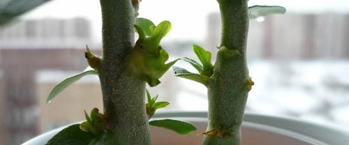 Цитокининовая паста для комнатных растений –, как использовать