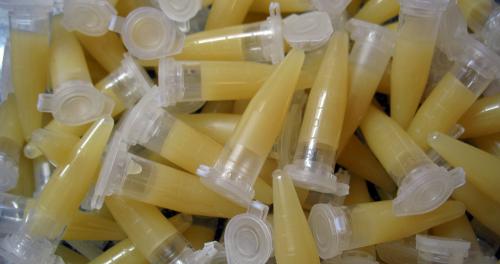 Цитокининовая паста для комнатных растений –, как использовать