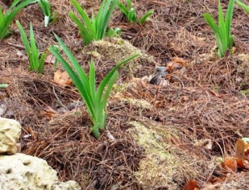 Обрезка лилейника после цветения на зиму. Зачем обрезать? 03 Обрезка лилейника после цветения на зиму. Зачем обрезать? 03