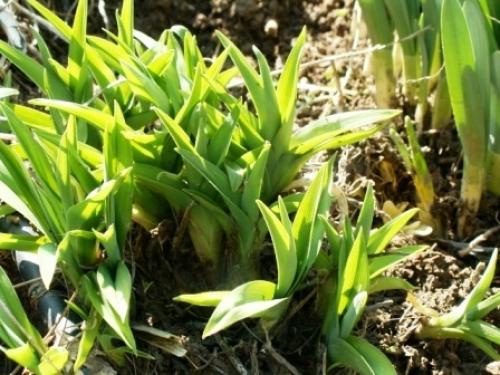 Обрезка лилейника после цветения на зиму. Зачем обрезать? 04 Обрезка лилейника после цветения на зиму. Зачем обрезать? 04