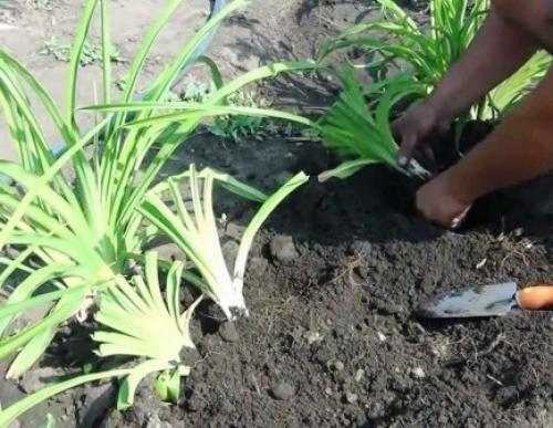 Обрезка лилейника после цветения на зиму. Зачем обрезать? 02 Обрезка лилейника после цветения на зиму. Зачем обрезать? 02