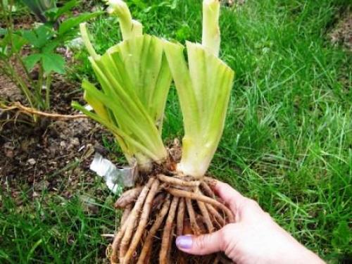 Обрезка лилейника после цветения на зиму. Зачем обрезать? 01 Обрезка лилейника после цветения на зиму. Зачем обрезать? 01