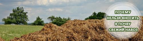 Чем опасен навоз. Почему нельзя вносить в почву свежий навоз