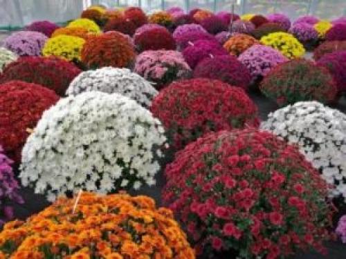 Цветы дубки белые. Цветы дубки: популярные сорта хризантемы, размножение и выращивание дубков осенних