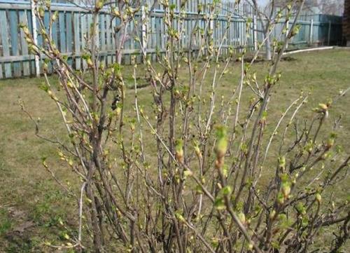 Как избежать повреждения почвы при удалении куста. Этапы процедуры выкорчевывания