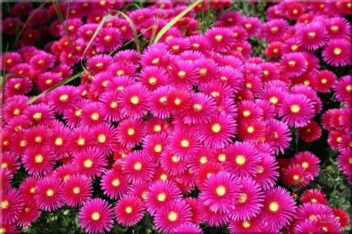 Дубки цветы пересадка осенью. Осень — время для пересадки многолетних цветов 01