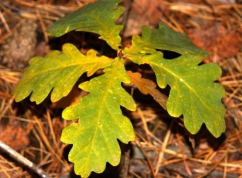 Как правильно пересаживать дубки. Как пересаживать дубки