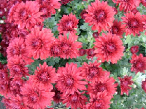 Дубки и хризантемы отличия. Хризантемы .