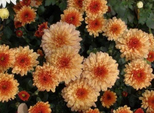 Цветы дубки- популярные сорта хризантемы. Описание и популярные сорта Дубка