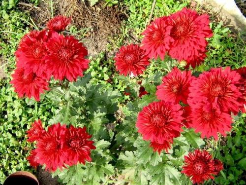 Цветы дубки- популярные сорта хризантемы. Описание и популярные сорта Дубка