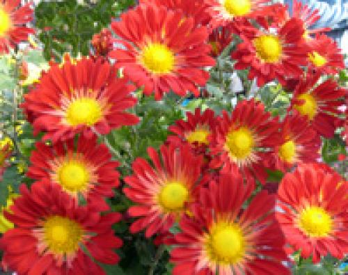 Дубки и хризантемы отличия. Хризантемы .