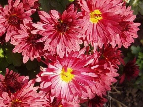 Цветы дубки- популярные сорта хризантемы. Описание и популярные сорта Дубка