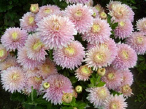 Дубки и хризантемы отличия. Хризантемы .