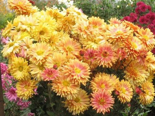 Цветы дубки- популярные сорта хризантемы. Описание и популярные сорта Дубка
