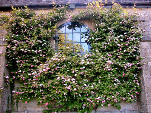 Подготовка лилий к зиме. Обрезка растения