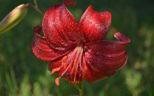 Подготовка лилий к зиме. Обрезка растения 02