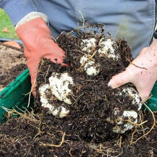 Лилии в горшках зимовка. Подпольный вариант зимовки лилий