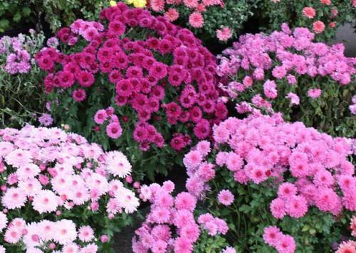 Как прищипывать дубки. Размножение и выращивание дубков