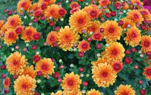 Дубки шаровидные когда лучше сажать. Описание и популярные сорта Дубка