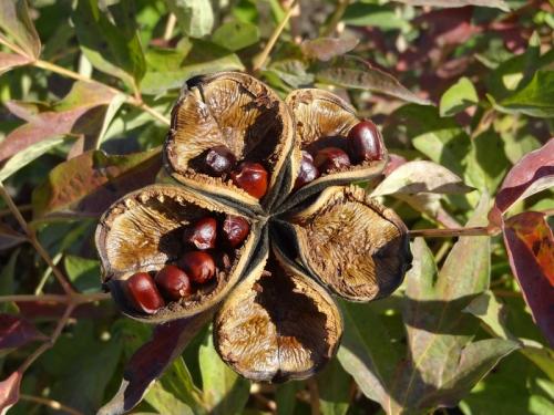 Когда обрезать пионы. Обрезка пиона после цветения: что удалять