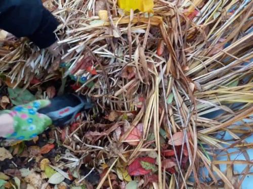 Нужно ли обрезать лилейники на зиму. Уход за лилейниками осенью