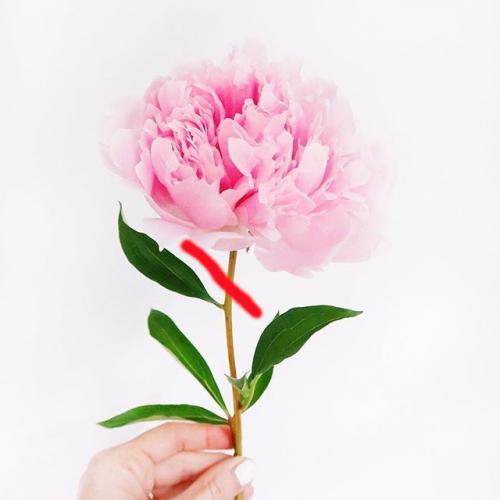 Когда обрезать пионы. Обрезка пиона после цветения: что удалять