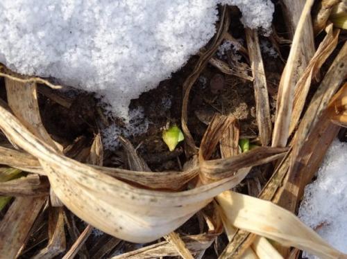 Нужно ли обрезать лилейники на зиму. Уход за лилейниками осенью