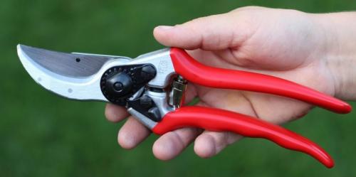 Когда обрезать пионы. Обрезка пиона после цветения: что удалять