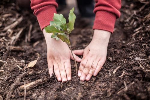 Когда высаживать дубки в открытый грунт. Как посадить дуб? Садим саженец или выращиваем дуб из желудя