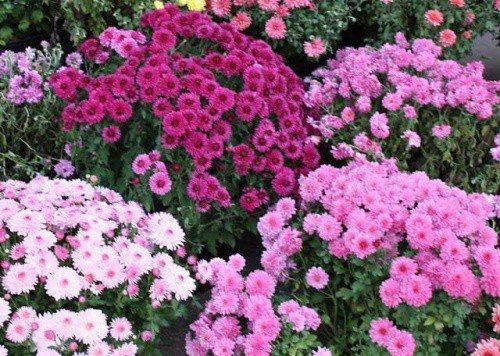 Дубки цветы, как сажать. Размножение и выращивание дубков