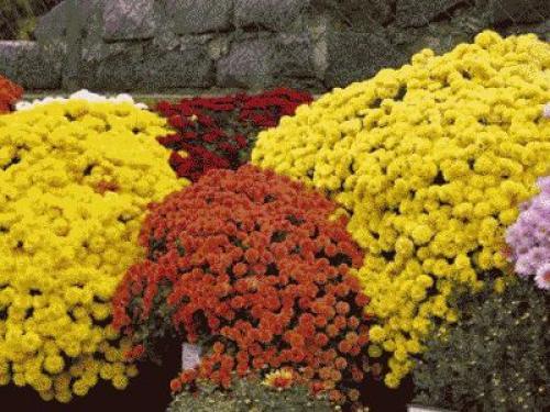 Цветы дубки обрезка. Уход за хризантемами