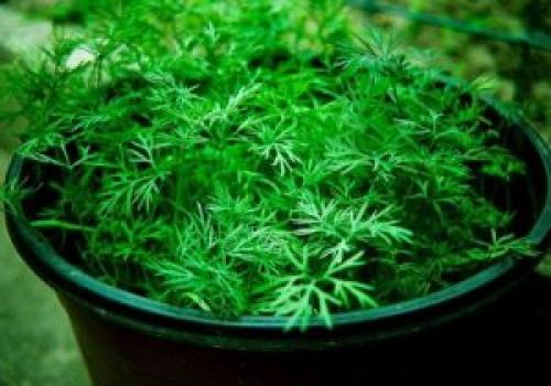 Как вырастить рассаду тимьяна. Выращивание рассады тимьяна: как получить крепкие и здоровые кустики 02 Как вырастить рассаду тимьяна. Выращивание рассады тимьяна: как получить крепкие и здоровые кустики 02