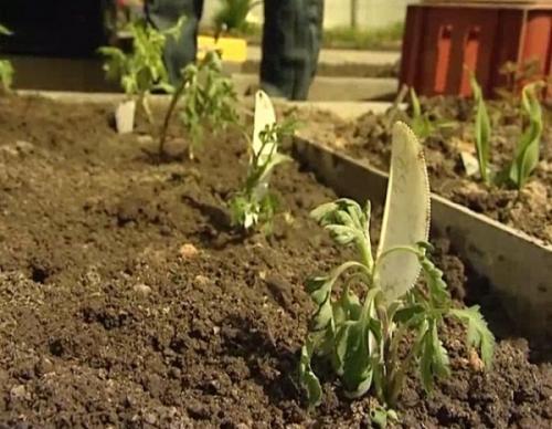 Цветы дубки обрезка. Правила ухода за Китайской хризантемой