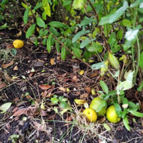 Айва японская из семян форум. Re: Айва японская (Chaenomeles japonica)