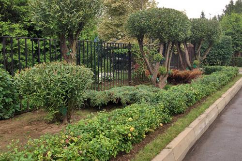 Айва японская зимовка. Уход за японской айвой в осенний период