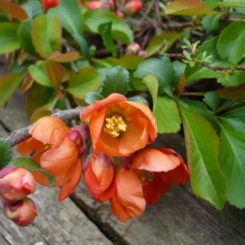 Айва японская из семян форум. Re: Айва японская (Chaenomeles japonica)