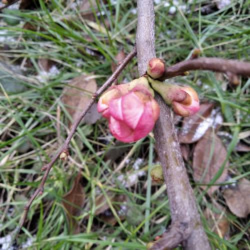 Айва японская из семян форум. Re: Айва японская (Chaenomeles japonica)