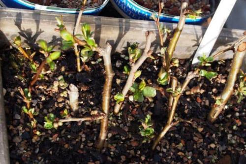 Особенности размножения японской айвы семенами. Айва японская: размножение 01