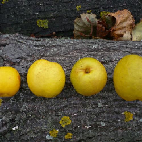 Айва японская из семян форум. Re: Айва японская (Chaenomeles japonica)