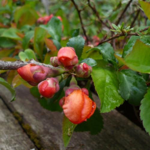 Айва японская из семян форум. Re: Айва японская (Chaenomeles japonica)