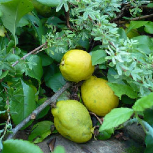 Айва японская из семян форум. Re: Айва японская (Chaenomeles japonica)