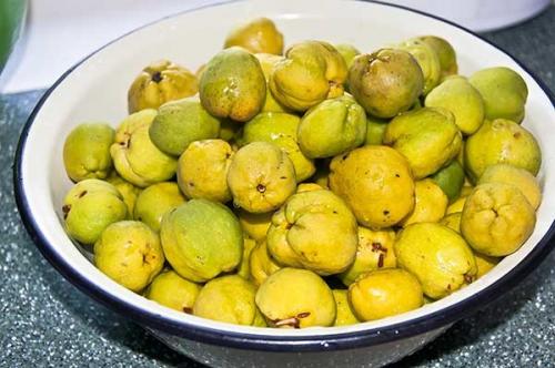 Айва японская зимостойкость. Описание растения и интересные факты о хеномелесе (айве японской)