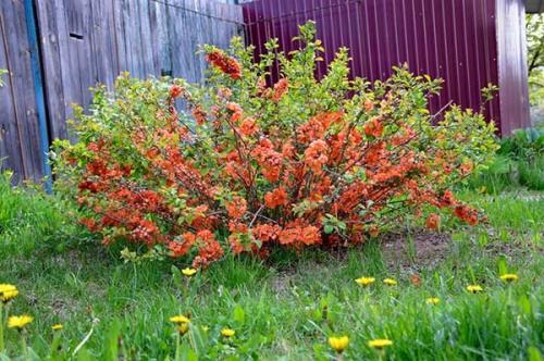 Айва японская зимостойкость. Описание растения и интересные факты о хеномелесе (айве японской)