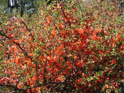 Айва японская или хеномелес. Описание растения